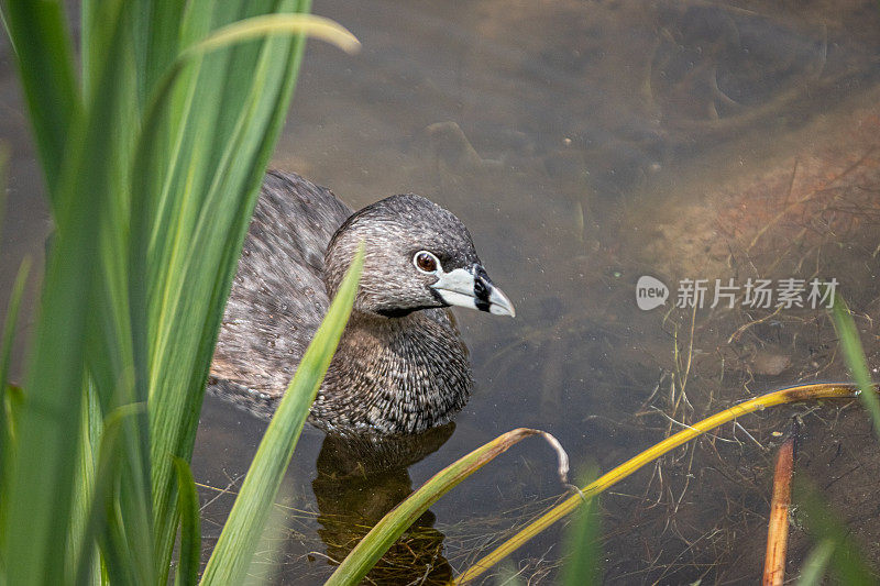 各种各样的喙grebe, pid -billed grebe, American dabchick。